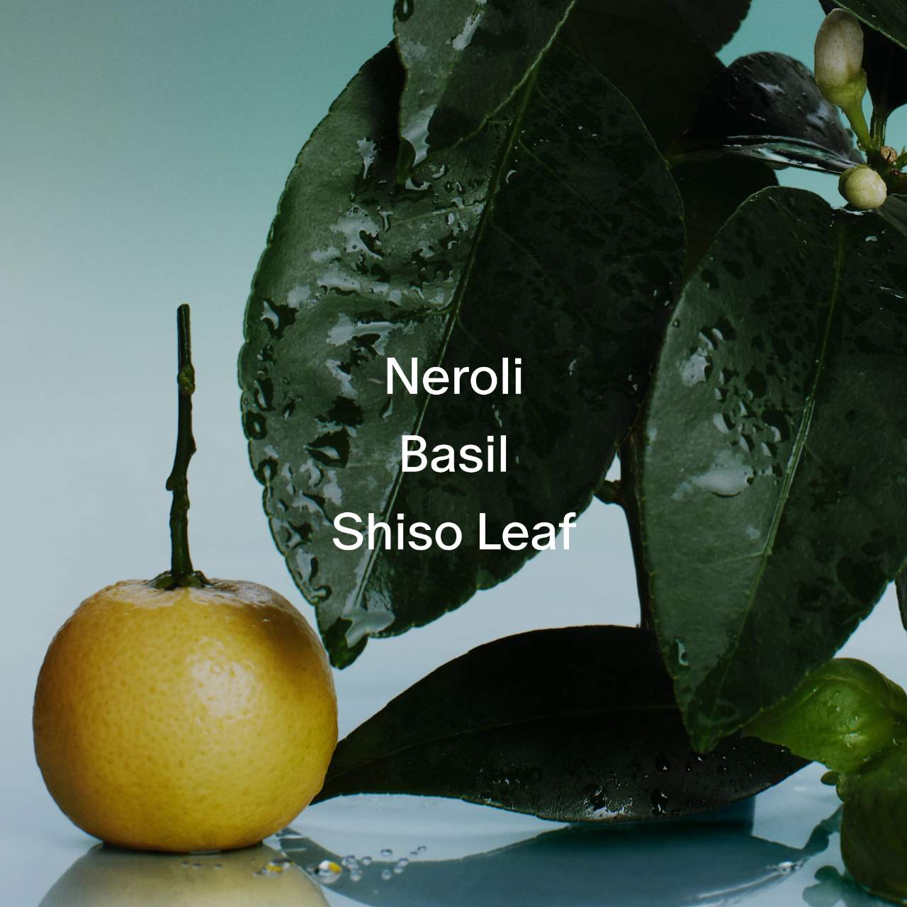 Neroli & Basil Body and Hair Fragrance Mist