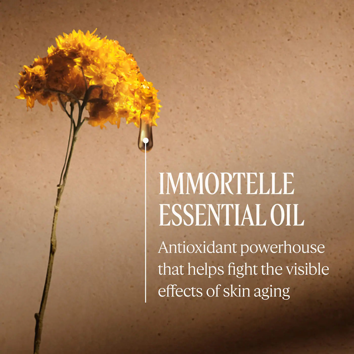 Firming Immortelle Divine Smoothing Neck Cream