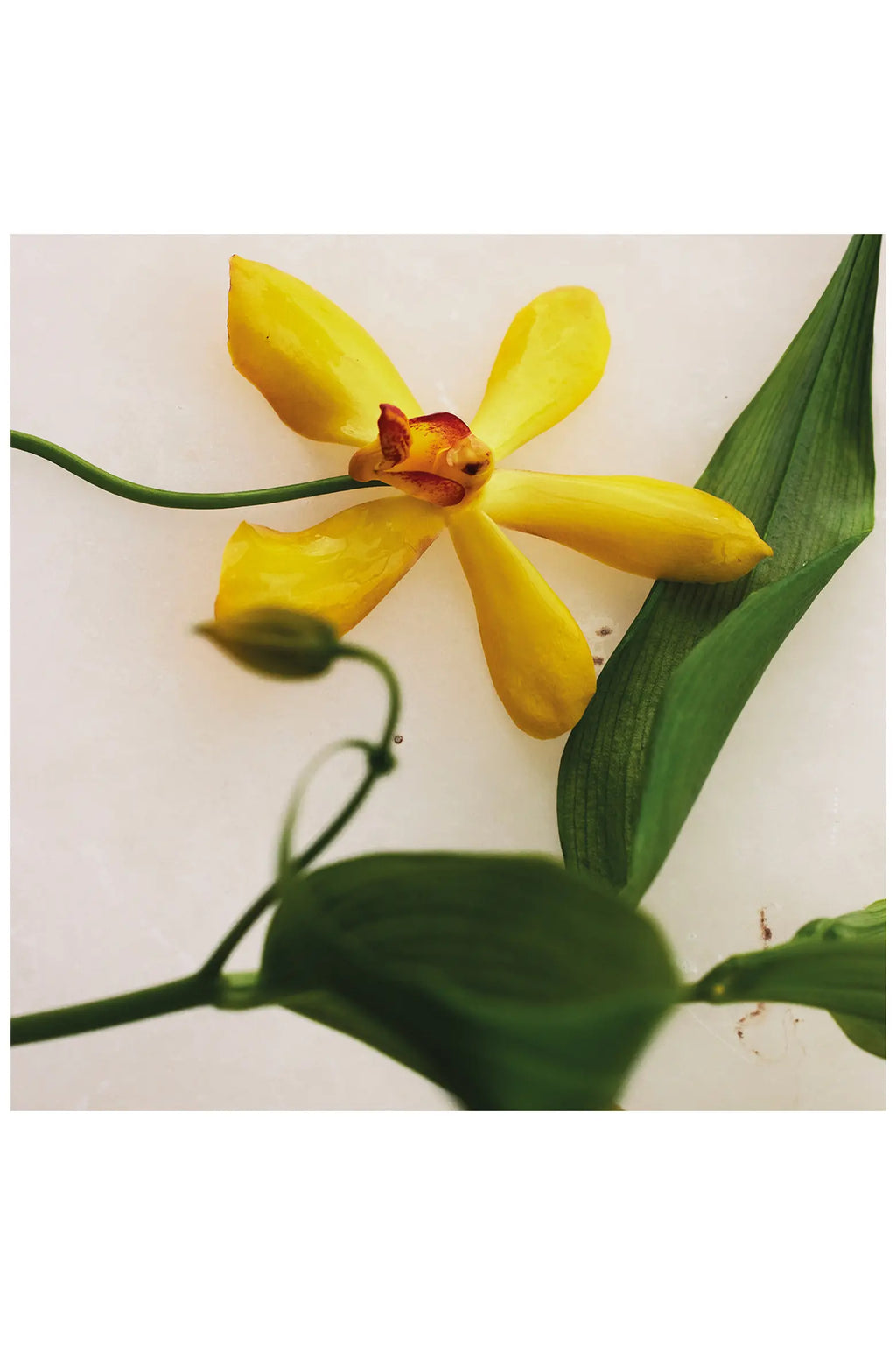 Atelier des Fleurs Vanilla Planifolia Eau de Parfum