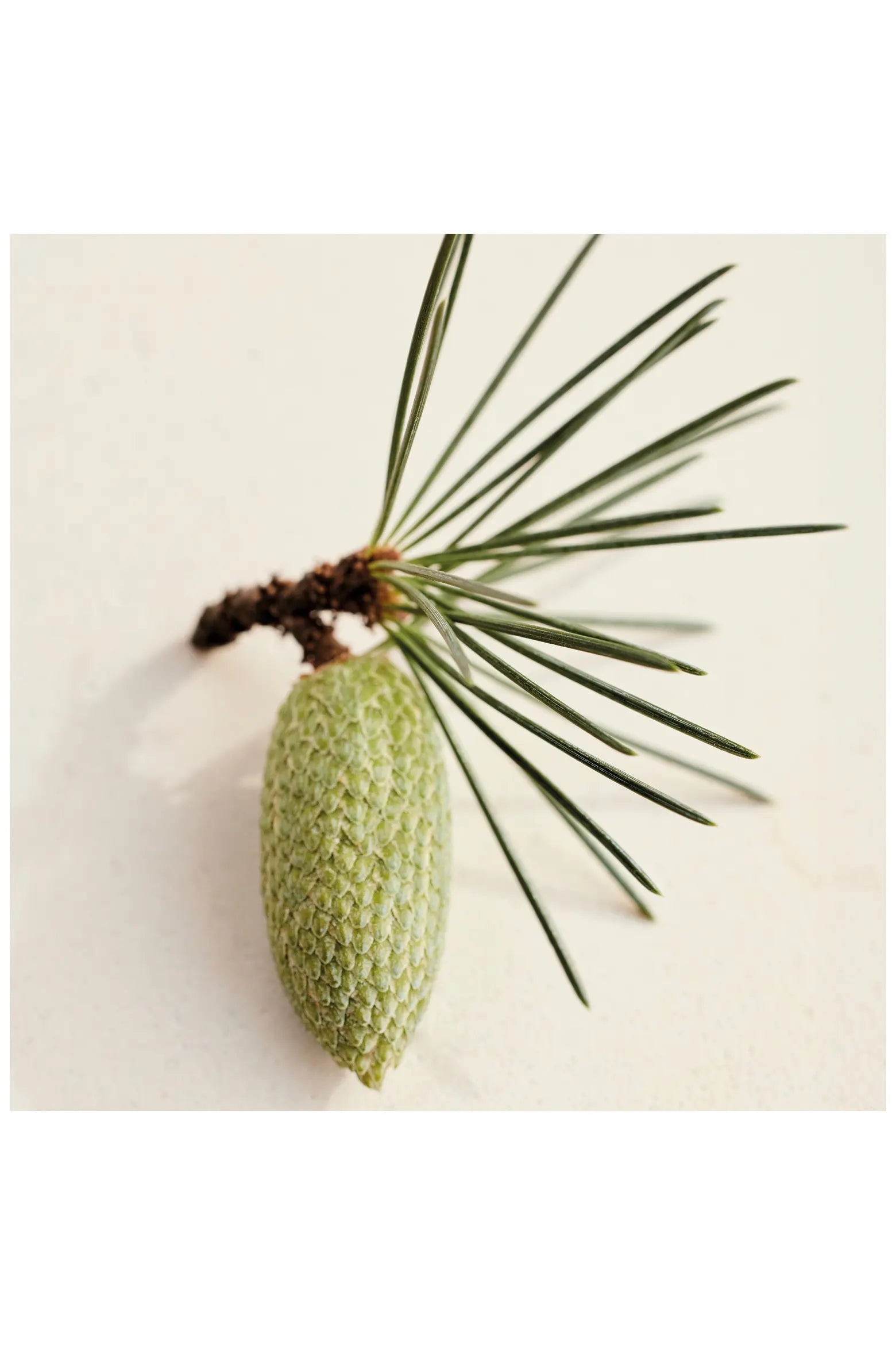 Atelier des Fleurs Cedrus Eau de Parfum