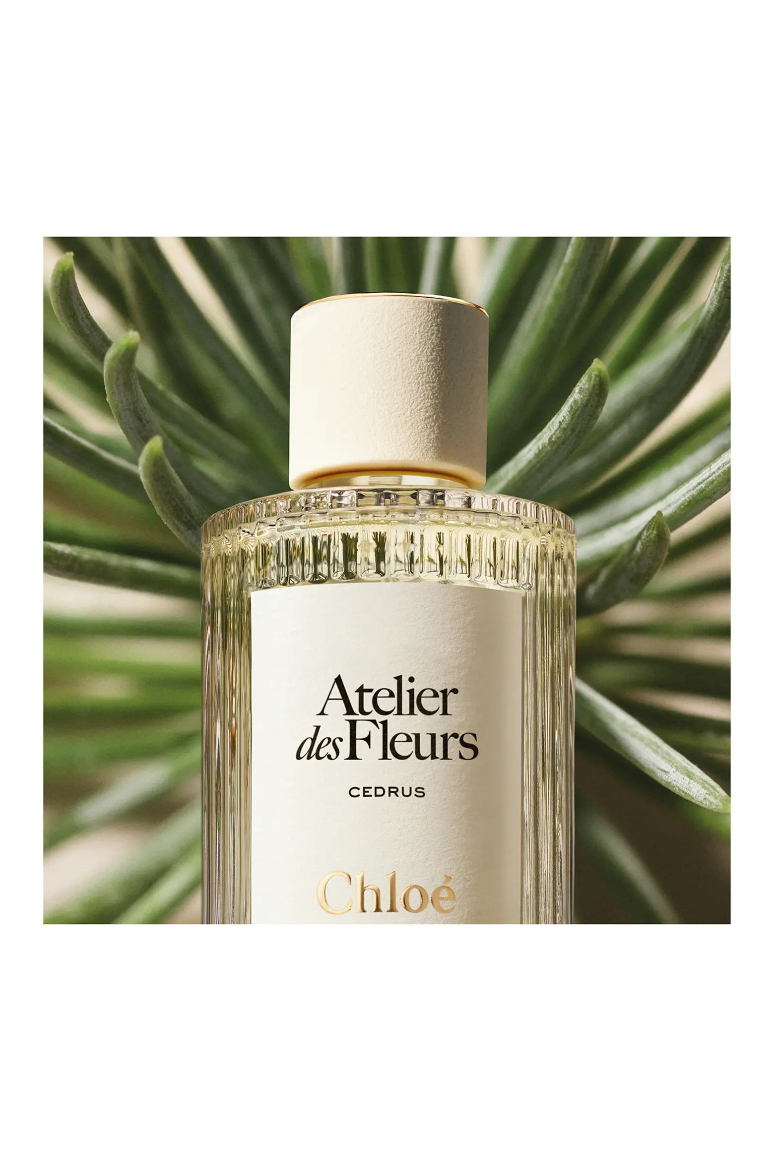 Atelier des Fleurs Cedrus Eau de Parfum