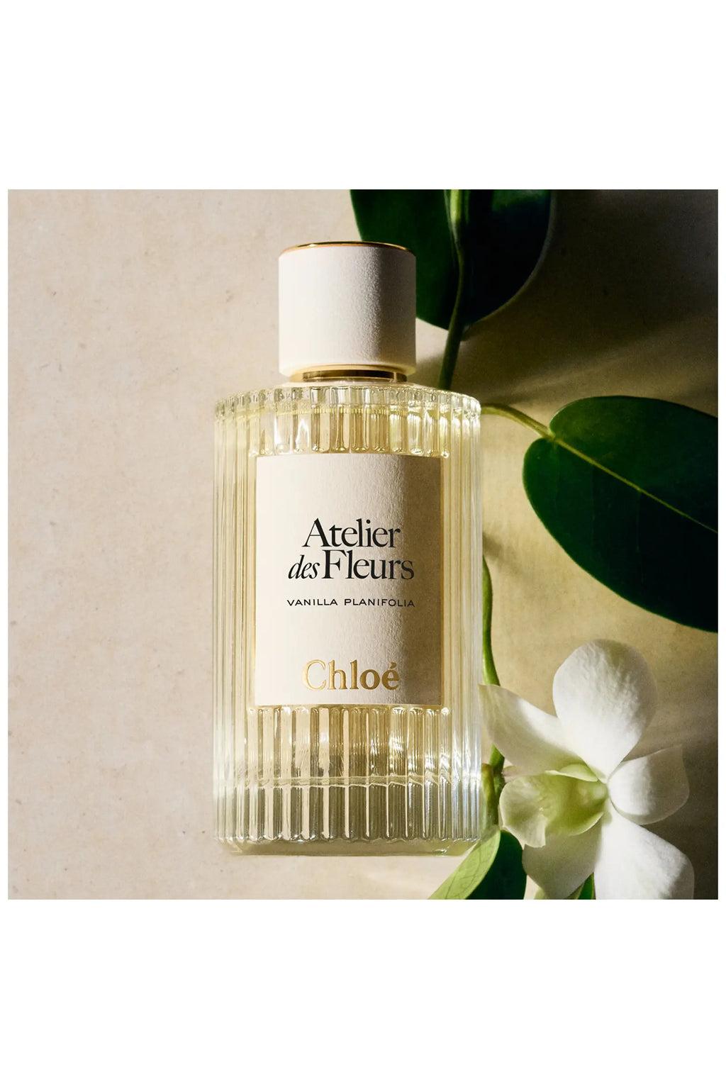 Atelier des Fleurs Vanilla Planifolia Eau de Parfum