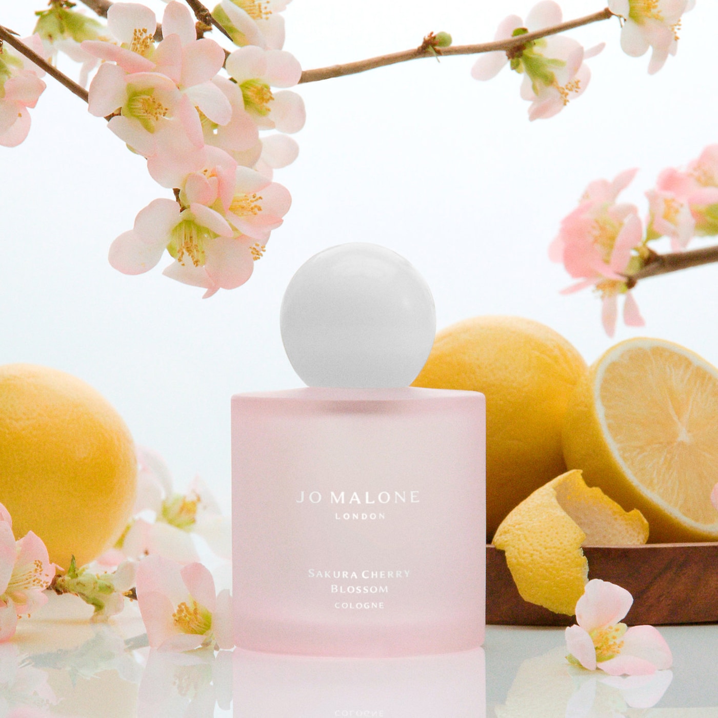 Sakura Cherry Blossom