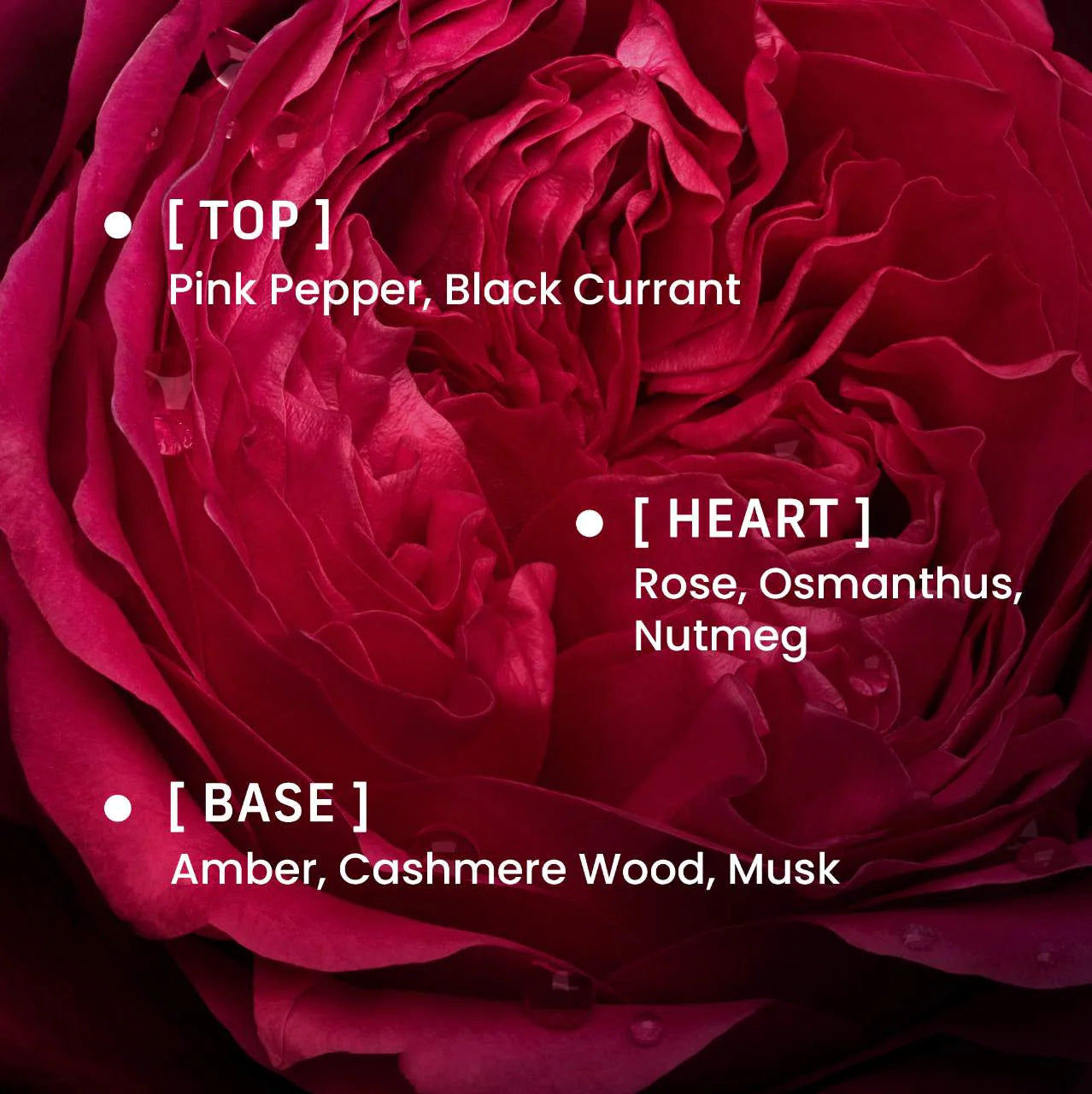 Rose Whip Eau de Parfum