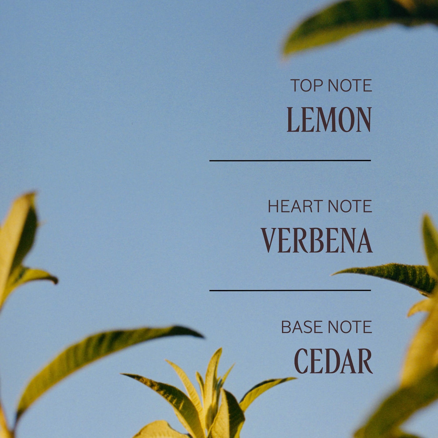 Verveine Agrumes Stick Deodorant
